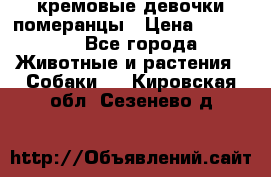 кремовые девочки померанцы › Цена ­ 30 000 - Все города Животные и растения » Собаки   . Кировская обл.,Сезенево д.